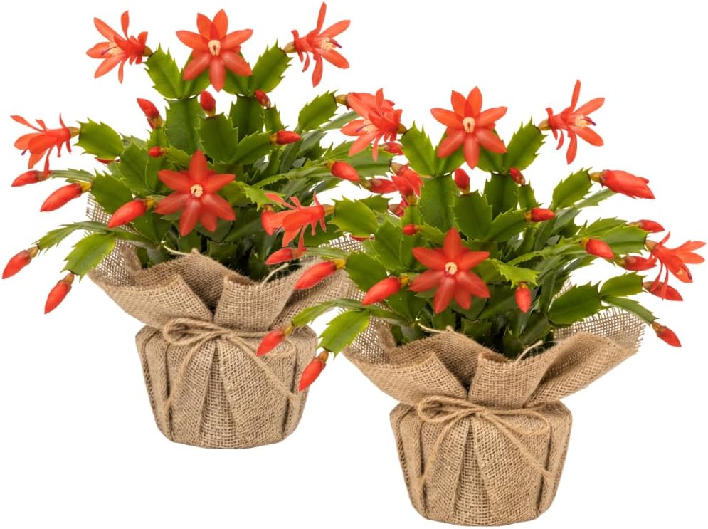 Set 2 Christmas Cactus Plants Live, Hanging Baskets Houseplants, Holiday Cactus Indoor Plants Live Well-Rooted 4-9" Tall, No Pot (Red)