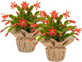 Set 2 Christmas Cactus Plants Live, Hanging Baskets Houseplants, Holiday Cactus Indoor Plants Live Well-Rooted 4-9" Tall, No Pot (Red)