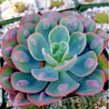 Echeveria Succulents Live Plants for Planting, Live Echeveria Succulents, Live Echeveria Plant, Live Echeveria Succulents, Echeveria Rain 4 Inch