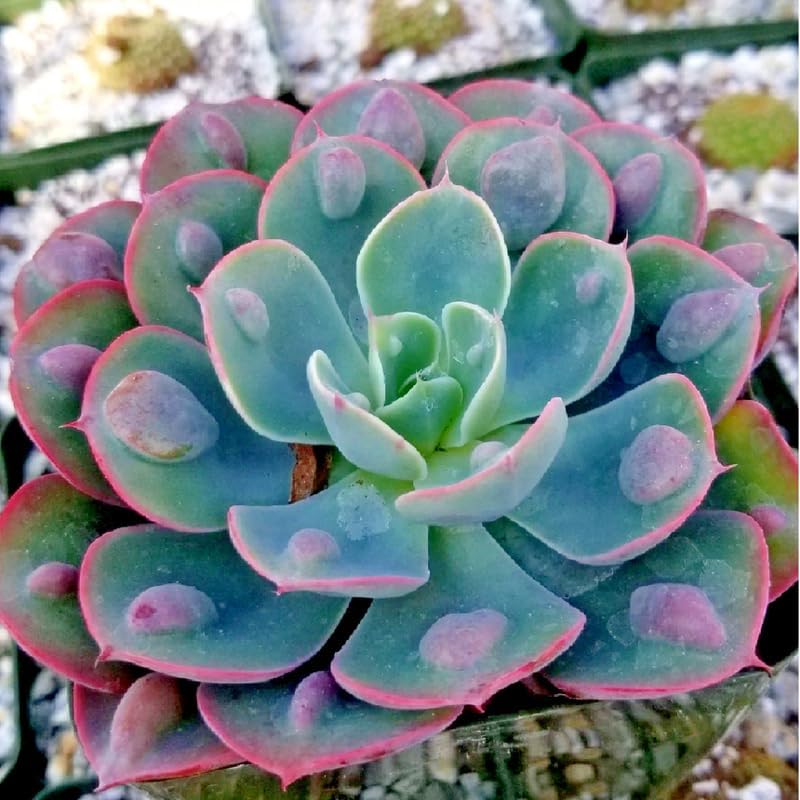 Echeveria Succulents Live Plants for Planting, Live Echeveria Succulents, Live Echeveria Plant, Live Echeveria Succulents, Echeveria Rain 4 Inch