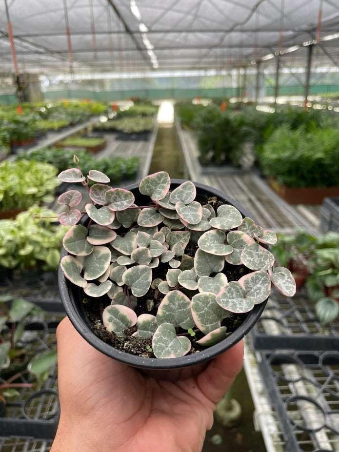 String of Hearts Variegated Live Plant for Indoor | Different Houseplants in 4'' & 6'' Pot | Real House Plant for Living Room, Office, Desk & Bathroom | Ceropegia woodii