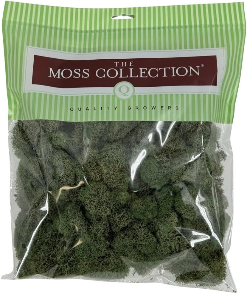Preserved Reindeer Moss - Premium Decorative Moss for Crafts, Home Décor, Art, Design & DIY Projects - Real Moss - Non-Toxic, USA-Made (Basil, Medium Size)