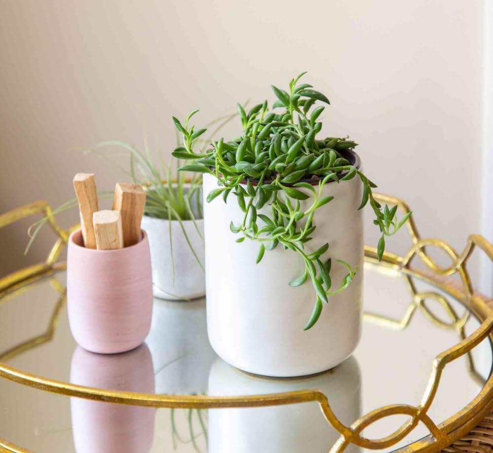 String of Pearls Plant Live 4 Inch Pot, Rare Succulents Plants in Hanging Baskets, Trailing Succulent Houseplant for Home Office (String of Banana)