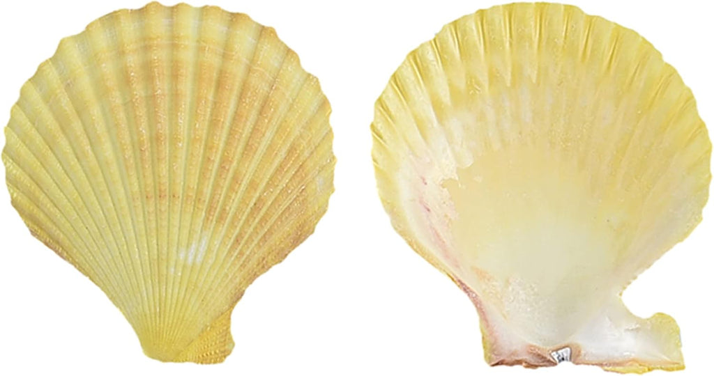 Colorful 50+ Pcs Scallop Shell Natural Mixed Color Seashells for Fish Tank Home Decorations Beach Theme Party Candle Making Wedding Decor DIY Crafts Vase Fillers