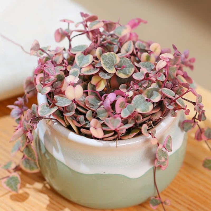 Ceropegia Woodii Variegated String of Hearts Live Plant, Rare Succulent Houseplant Indoor Home Decoration