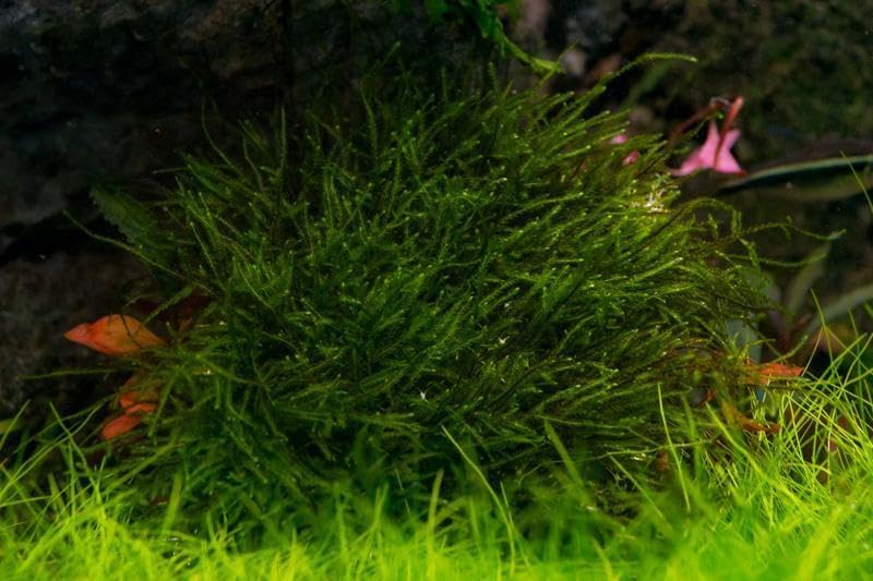 SubstrateSource Live Aquarium Plants on Driftwood, Lava Rock, Moss, Fiber Mat - Freshwater Fish Tanks - Easy, Beginner Friendly (Spiky Moss on Stainless Steel)