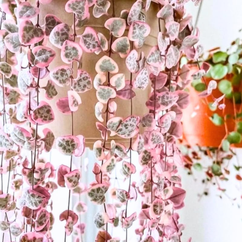 Ceropegia Woodii Variegated String of Hearts Live Plant, in Pot, Trailing Succulent Plant, Hanging Vine Live Indoor Houseplant