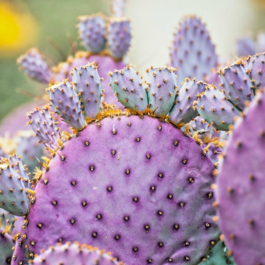 Live Purple Prickly Pear Cactus Plants, Hardy Perennial Succulents Plant, 3.5 Inch Pot for Outdoor Garden