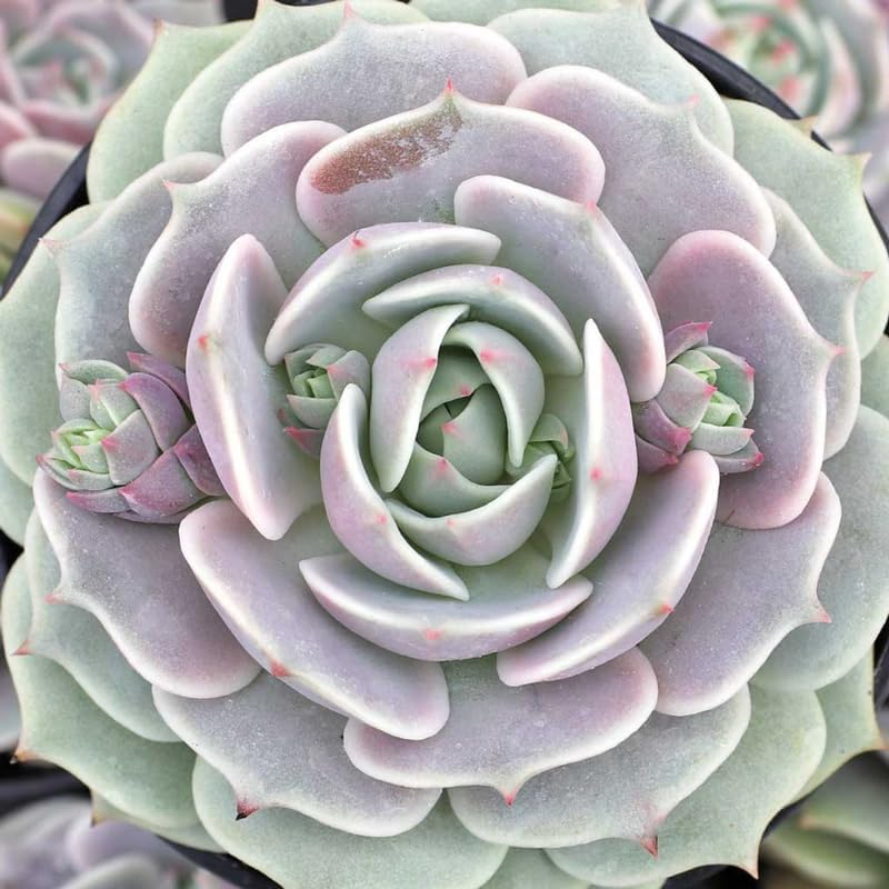 Echeveria Succulents Live Plants for Planting, Live Echeveria Succulents, Live Echeveria Plant, Live Echeveria Succulents, Echeveria Succulents 4 Inch