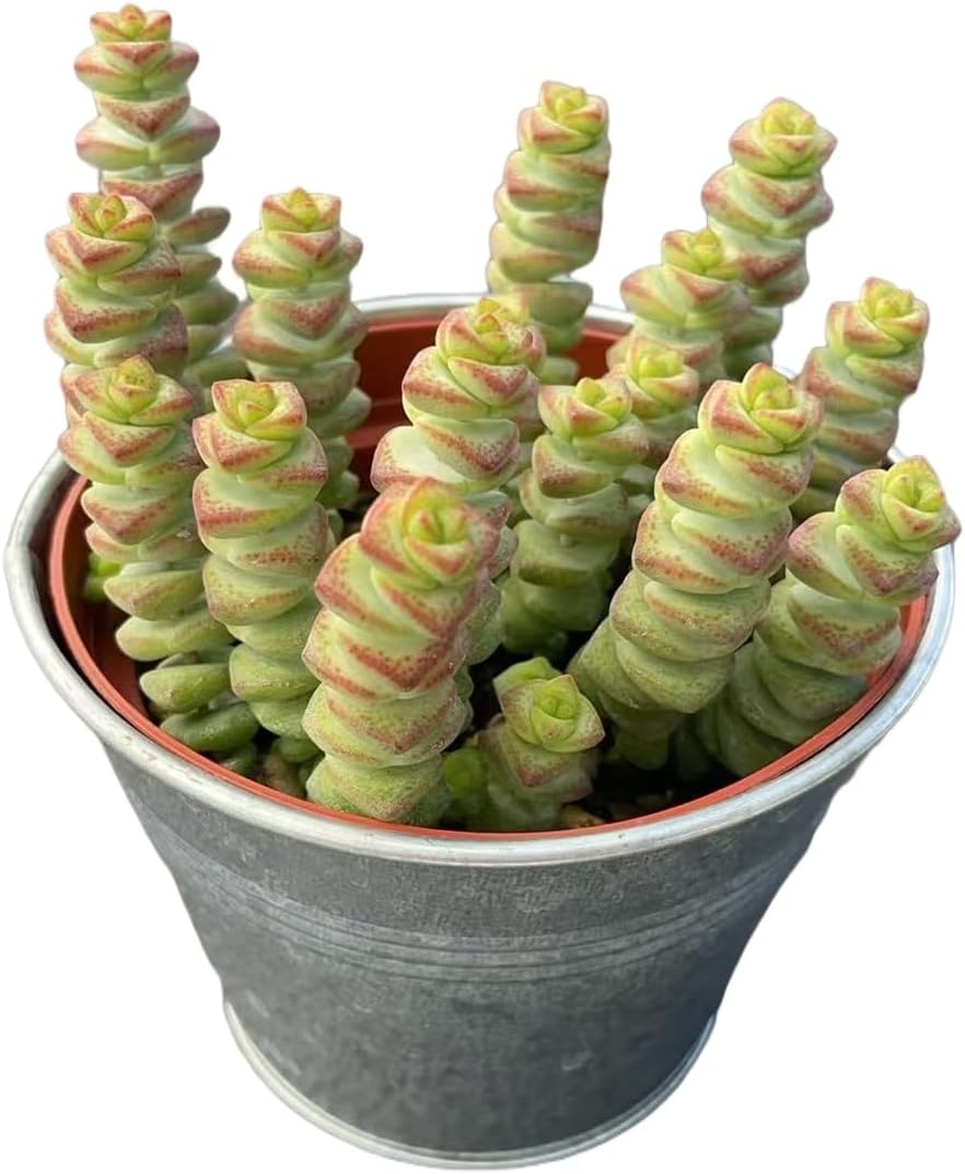 4" Crassula 'Baby's Necklace' in Vintage Metal Pot, Live String of Buttons Trailing Succulent, Rare House Plant for Home Office Wedding Hanging Decoration, DIY Projects, Party Favor