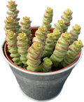 4" Crassula 'Baby's Necklace' in Vintage Metal Pot, Live String of Buttons Trailing Succulent, Rare House Plant for Home Office Wedding Hanging Decoration, DIY Projects, Party Favor