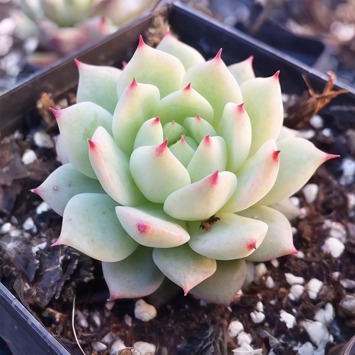 Fine Assorted Succulent Plants Live (20+ Varieties Bare Root Shipping) - Healthy Rooted Rosette Succulents for Indoor/Outdoor Gardening, DIY Terrarium, Fairy Garden & Home Decor (20-Pack)