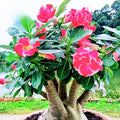 Pink Desert Rose Plant Live, 4-7" Tall, Adenium Obesum Well-Rooted Succulent for Indoor Outdoor Displays