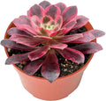 4-inch Succulent Aeonium 'White Wedding Dress', Live Succulents Plants Fully Rooted in Pots with Soil, Easy-Care House Plants for DIY, Home Office Decoration
