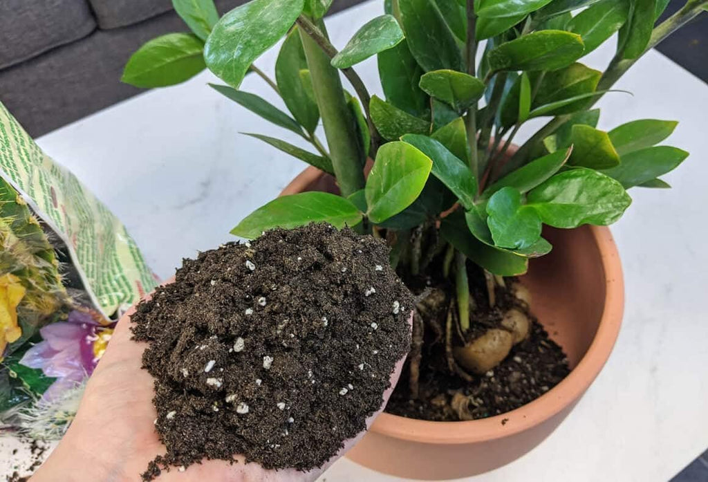 Gardenera Premium ZZ Plant Ultra-Performance Potting Mix - Proven Formula for Thriving Zamioculcas - Enhances Elegance and Vigorous Growth - 1 Quart