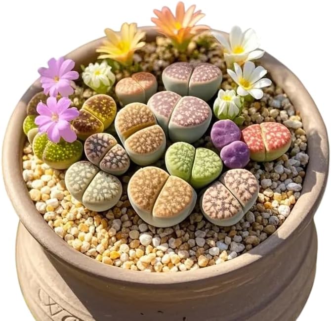 20 Lithops Seeds Mix Live for Planting, Lithops Living Stones Mix Rare Live Succulent Plant for Indoor Outdoor
