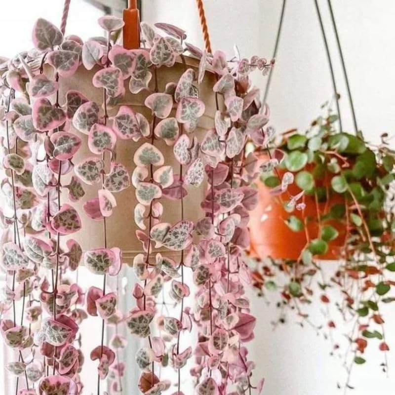 Ceropegia Woodii Variegated String of Hearts Plant Live, Rare Succulent Trailing Vine in Pot, Indoor Houseplant