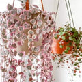 Ceropegia Woodii Variegated String of Hearts Plant Live, Rare Succulent Trailing Vine in Pot, Indoor Houseplant
