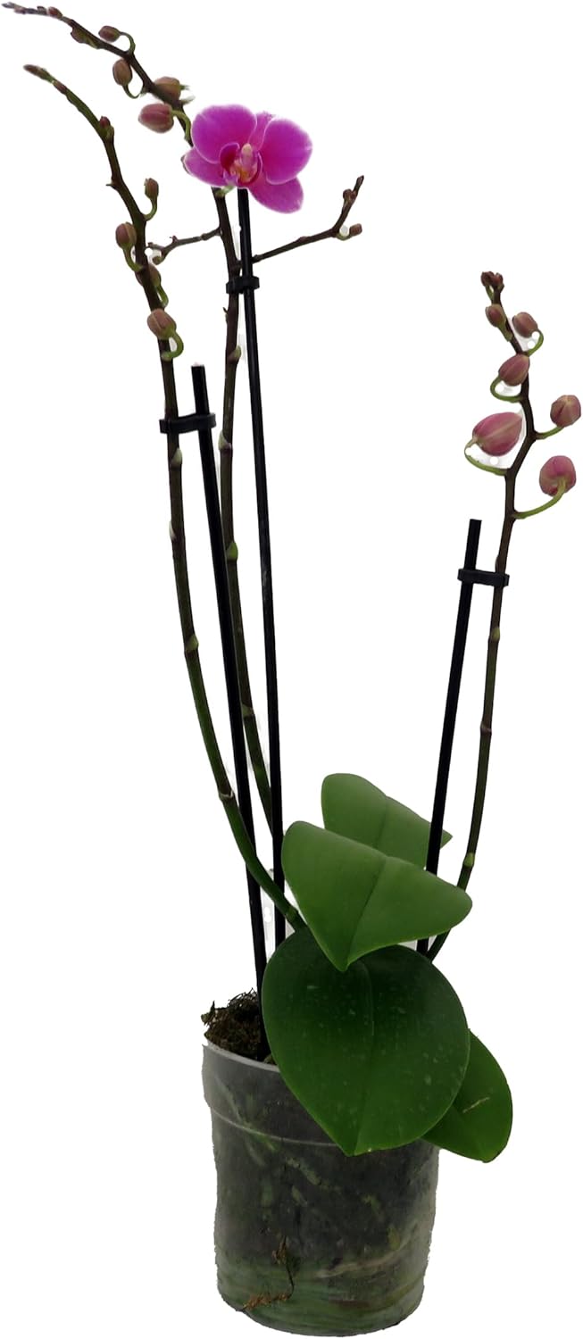 Surprise Moth Orchid Plant - Phalaenopsis - 4" Pot - Easy House Plant