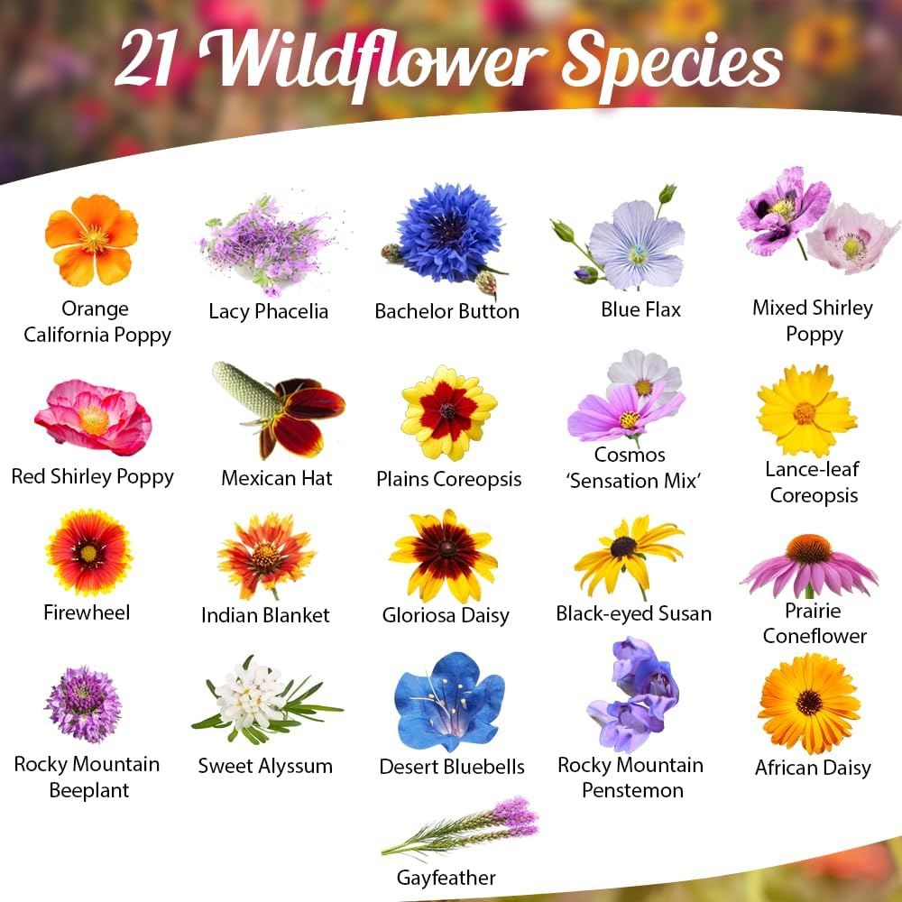 Drought Resistant Wildflower Seeds - 1oz, Open-Pollinated Bulk Flower Seed Mix for Beautiful Perennial, Annual Garden Flowers - No Fillers - 1 oz Packet