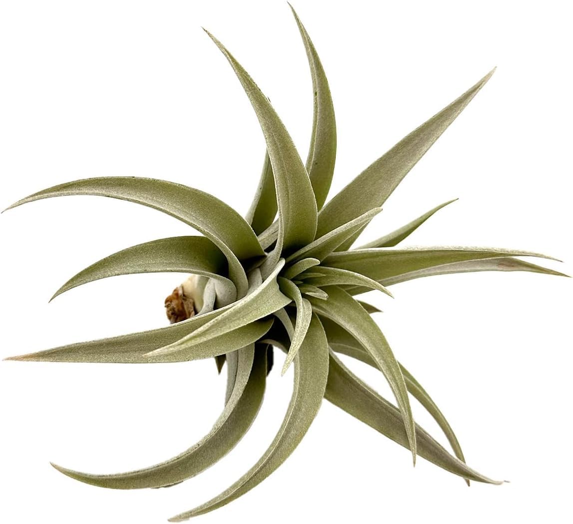 ragnaroc Air Plants - Flowering Tillandsia Harrisii, Large 3-5" - 1ct - Live Arrival Guaranteed - House Plants for Home Decor & Gift
