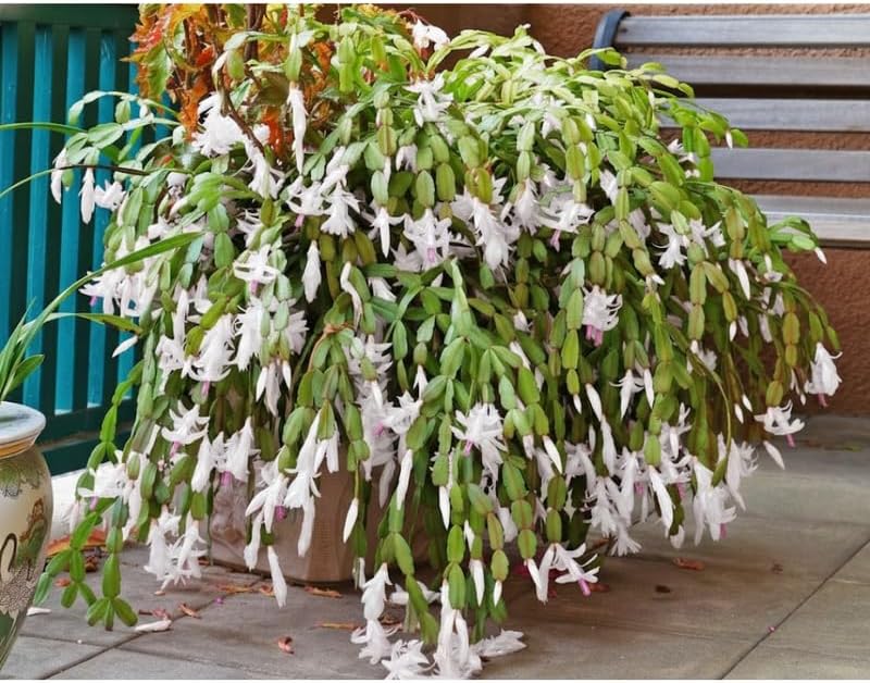 2 White Christmas Cactus Plants Live, True Thanksgiving Cactus Live Size 6-9" Inches Tall, Ready to Blooms, Holiday Houseplant, Cold Hardy, Bloom in Winter