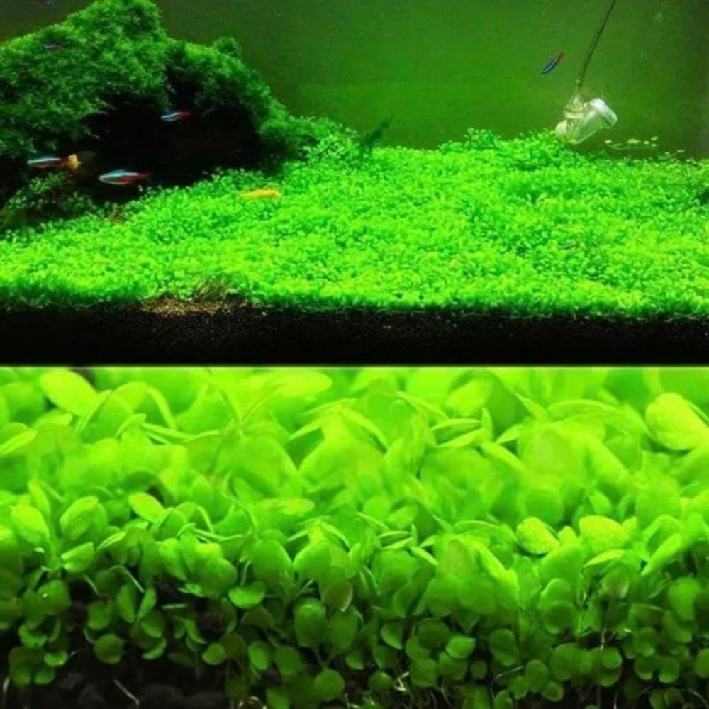 Freshwater Aquarium Decor, Easy Growing Dwarf Carpet for Fish Tank/Terrarium, Natural Aquatic Plant Growth Material – 1 Pack (Small Leaf)