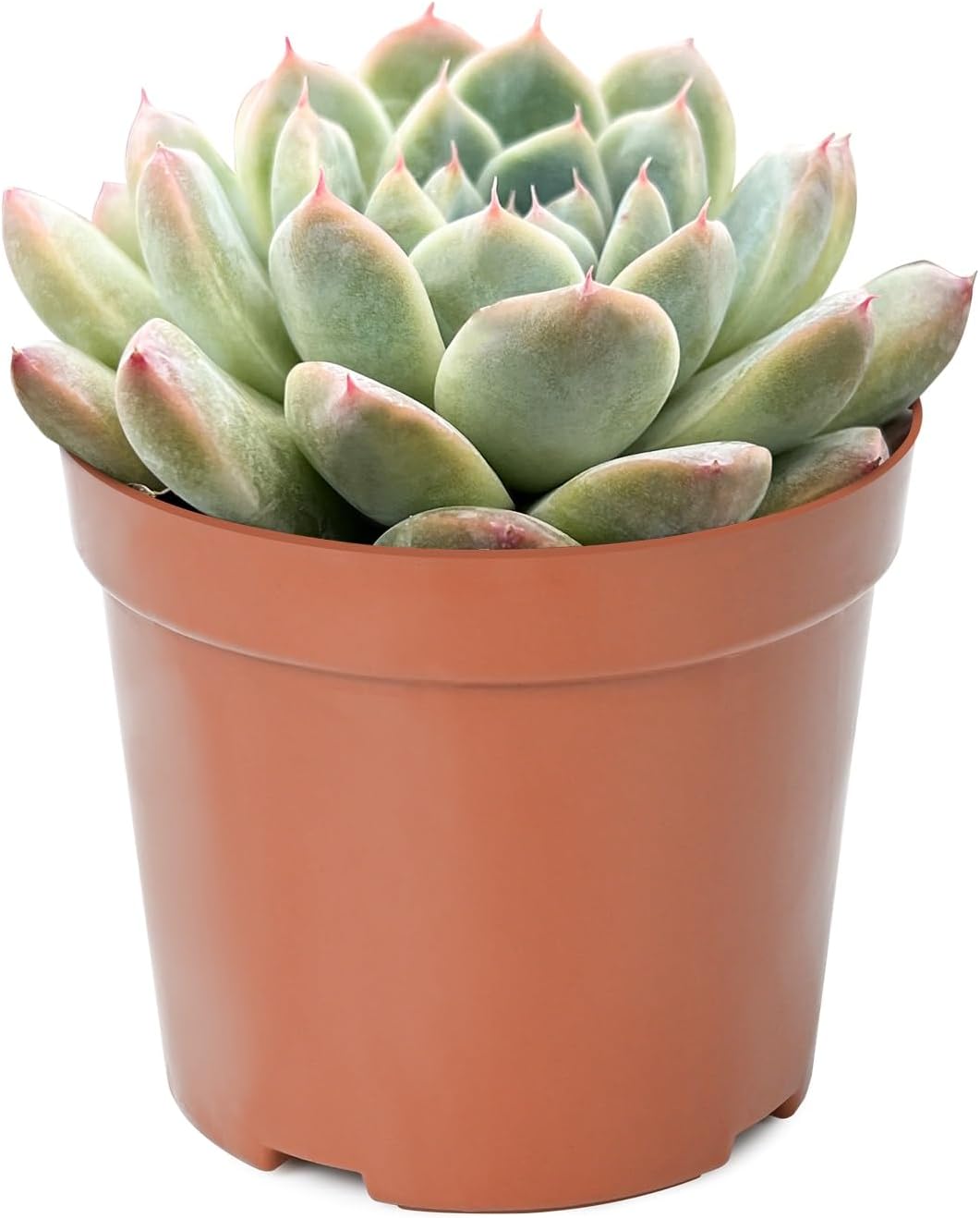 Live Succulent Plants Echeveria 'Albus Beauty', Easy Care Potted Succulents in 4" Pots, Indoor Houseplant, Unique Gifts, Home Office Décor