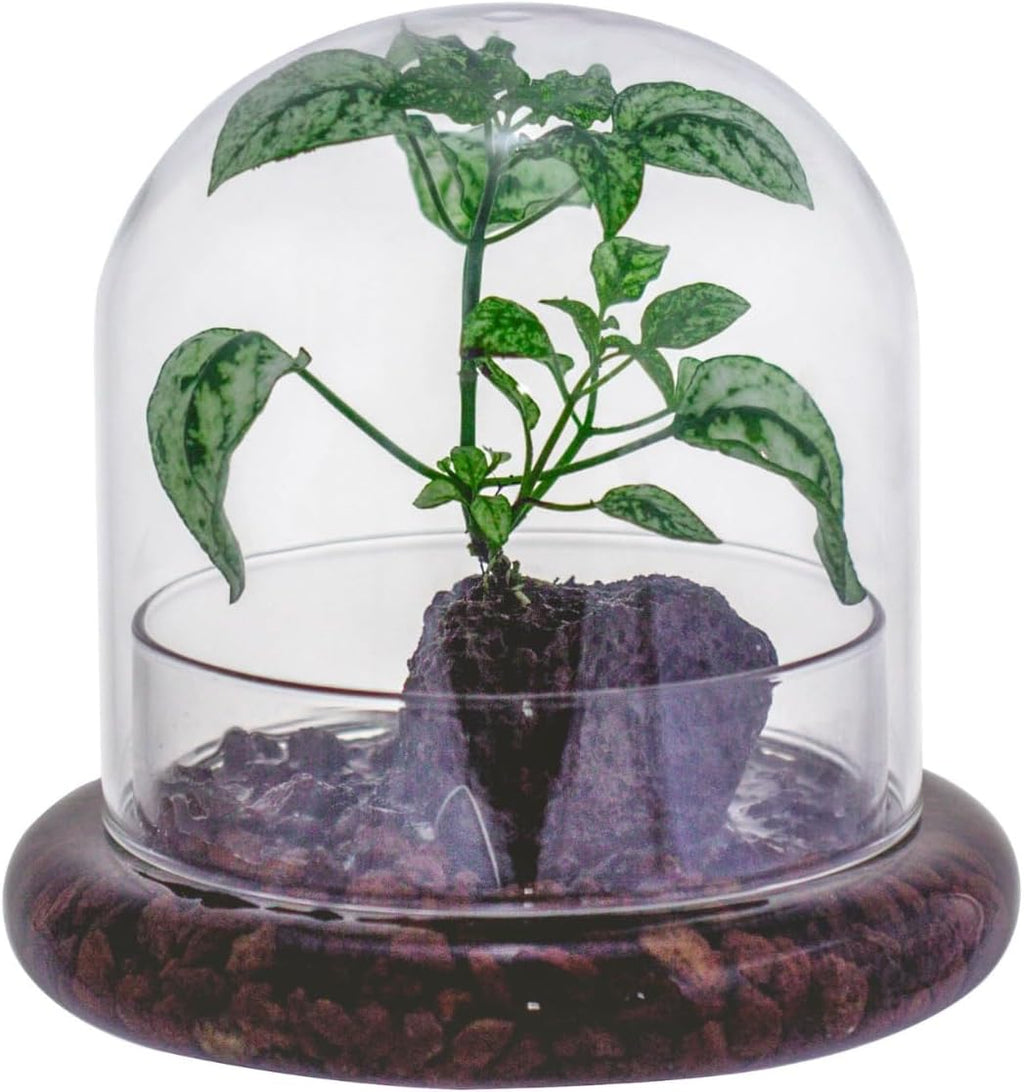 Small Glass Dome with Base - 5.9 x 5.9 x 5.7 Inch - Clear Glass Cloche Bell Jar - Home Tabletop Display Terrarium, Indoor Decorative (No Plants Included)