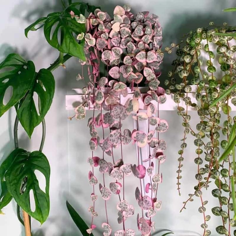 Ceropegia Woodii Variegated String of Hearts Plant Live, Rare Succulent Trailing Vine in Pot, Indoor Houseplant