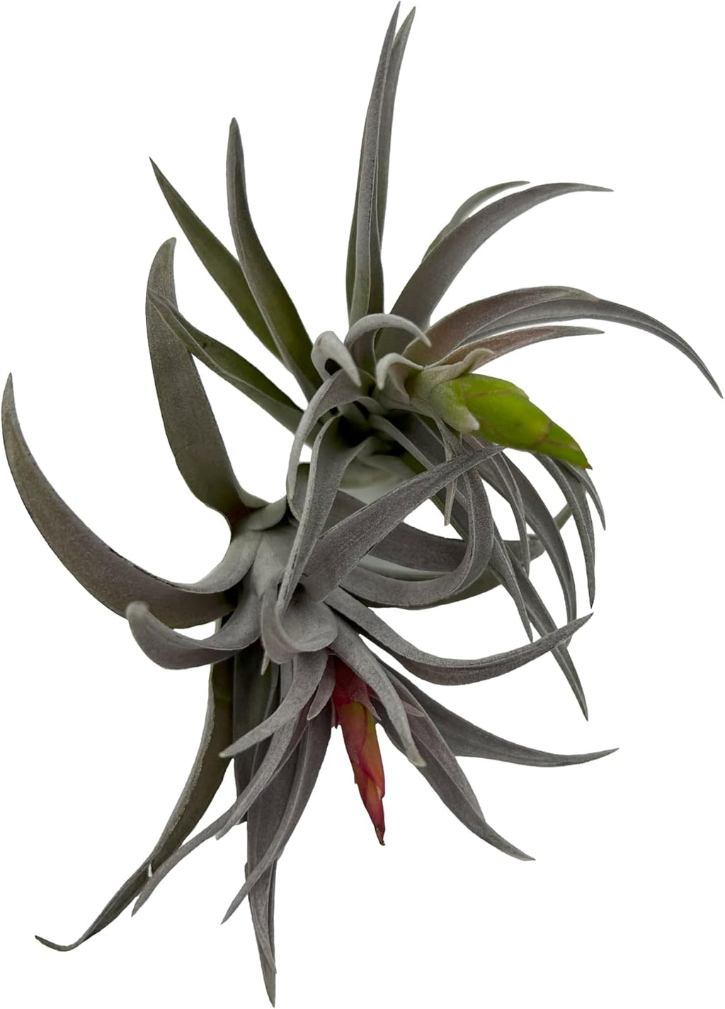ragnaroc Air Plants - Venner Gift Box Large 4" - 7ct - Live Arrival Guaranteed - House Plants for Home Decor & Gift