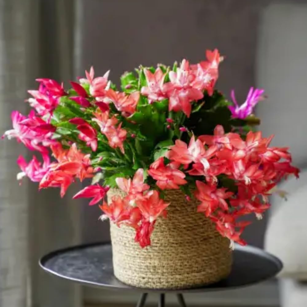 2 Christmas Cactus Plants Live, Holiday Blooming Indoor Plants Live Houseplants, Hanging Baskets Easy Care, Well-Rooted 5-8" Tall, No Pot, Bareroots, Single Stems (Mixed Christmas Cactus)