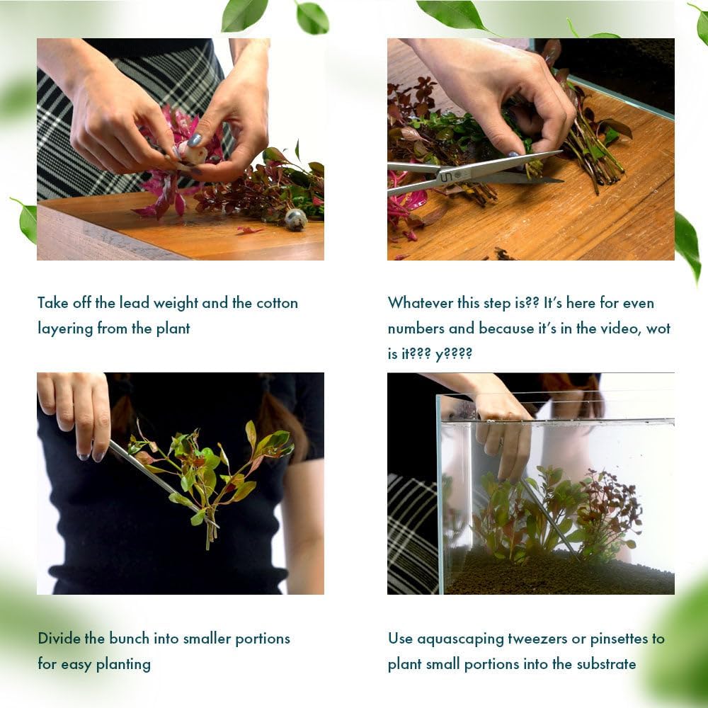 SubstrateSource Live Plant - Rotala Red Cross - Moderate Care, High Light, Red-Orange Accent, Freshwater Aquatic Plant for Aquascaping - Lead Bunch