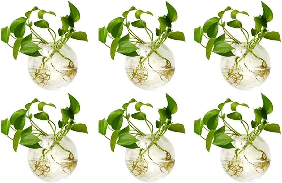 NUPTIO Wall Hanging Planter Terrarium: 4 Inch Glass Air Plant Holder 6PCS Propagation Indoor Floral Vase Flat Round Hydroponic Container Wall-Mounted Floating Pots for Bathroom Balcony Greenhouse