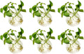 NUPTIO Wall Hanging Planter Terrarium: 4 Inch Glass Air Plant Holder 6PCS Propagation Indoor Floral Vase Flat Round Hydroponic Container Wall-Mounted Floating Pots for Bathroom Balcony Greenhouse