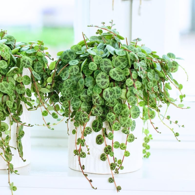 String of Turtles Live Plant, Rare Succulent Houseplant Indoor Home Decoration