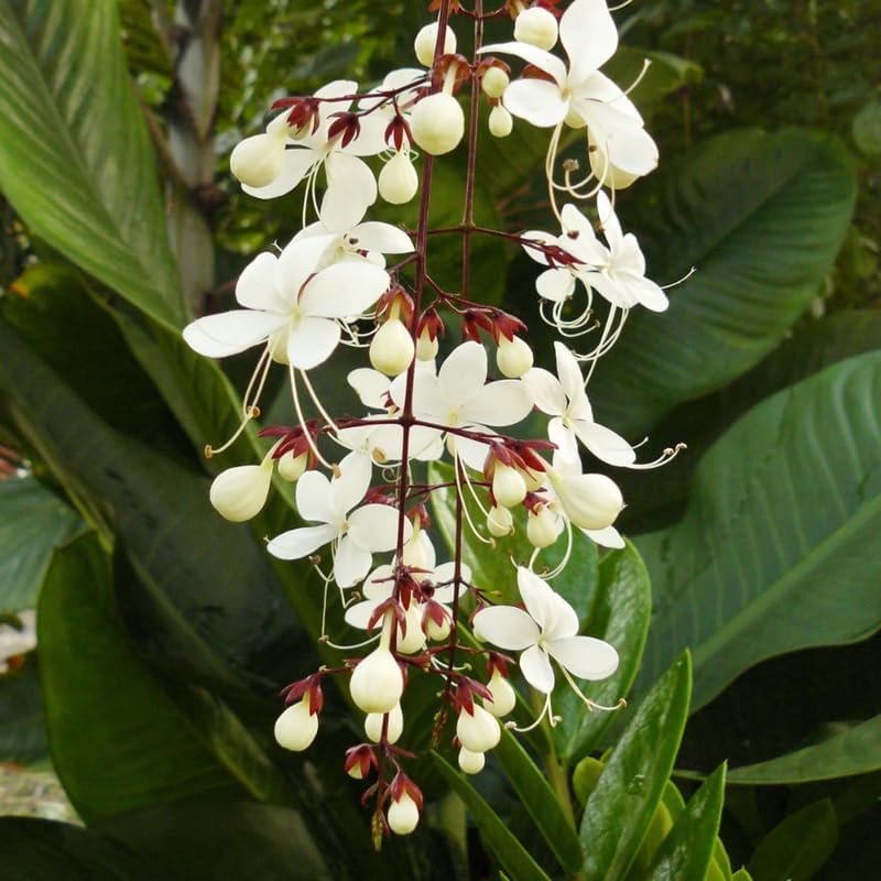 Smithianum Clerodendrum Plants Live, Trailing Light Bulb Flowering Vine, 4-8 Inch Tall, Ready to Plant Outdoor