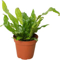Fern Crocodile Live Plant for Indoor | Different Houseplants in 4'' & 6'' Pot | Real House Plant for Living Room, Office, Desk & Bathroom | Microsorum musifolium