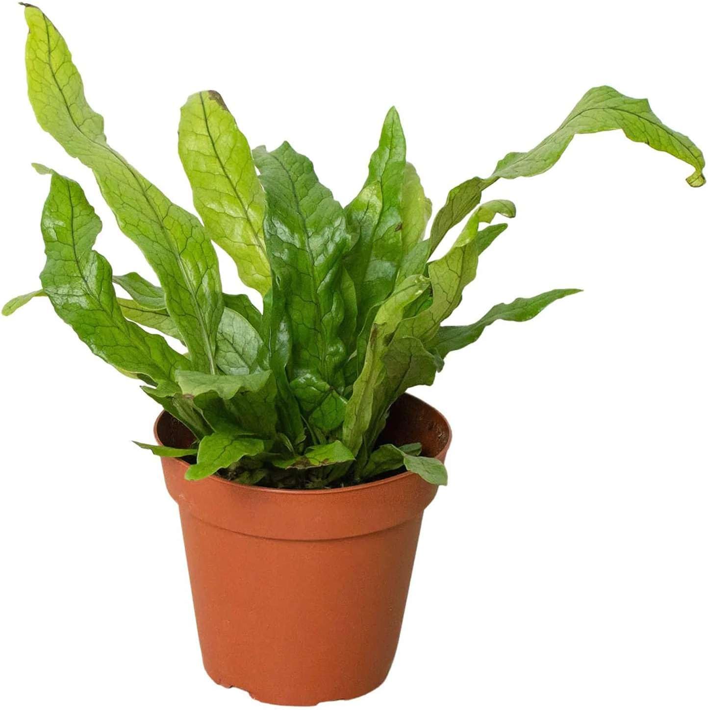Fern Crocodile Live Plant for Indoor | Different Houseplants in 4'' & 6'' Pot | Real House Plant for Living Room, Office, Desk & Bathroom | Microsorum musifolium