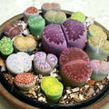 25 Mixed Lithop Plants Live - Assorted Living Stone Succulents Lithop Live Plants - Great for Indoor Spaces, Container Gardening