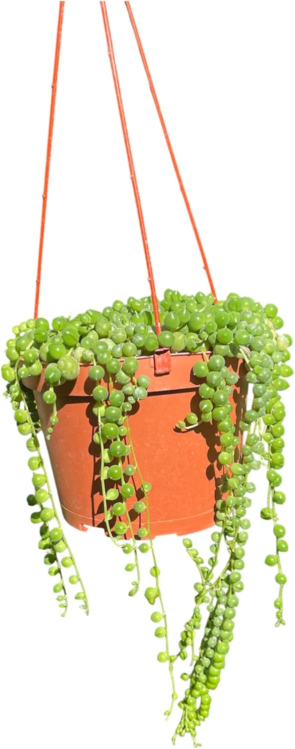 String of Pearl in A 6in Hanging Pot Live Living Plant Fully Rooted and Healthy Succulent Curio rowleyanus
