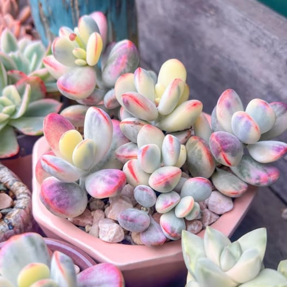 Cotyledon Orbiculata Succulent Live Plant Potted, Trailing Succulent Rare House Plant for Home Office Decoration, Indoor Outdoor Growing, 2" Pot, Starter Plants