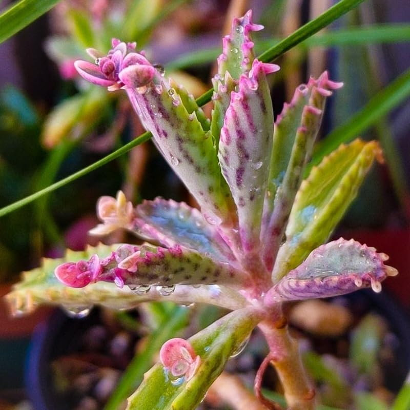 Pink Kalanchoe Plant Live for Planting, Kalanchoe Pink Butterfly Plant Live in 2.5 Inches Pot, Variegated Succulent Live Houseplant Mother of Thousands