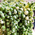 String of Pearls Plant Live for Planting, String of Pearls Pot, Live String of Pearls Plant, Fully Rooted, Hanging Succulent Houseplant, Frosted String of Pearls 2.5" Pot