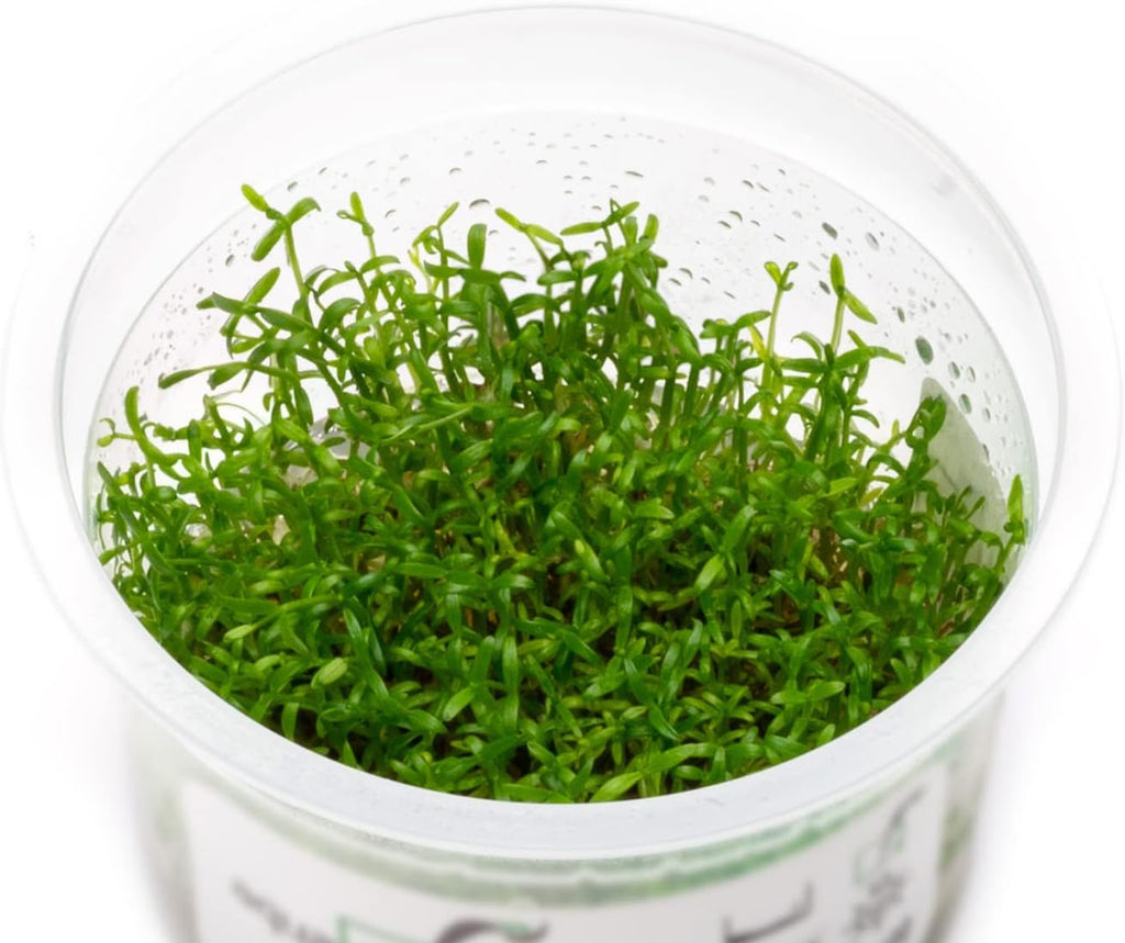 SubstrateSource Live Plant - Microcarpaea Minima Tissue Culture Aquatic Live Aquarium Plant - 100% Snail Free in Vitro Cup (Microcarpaea Minima)