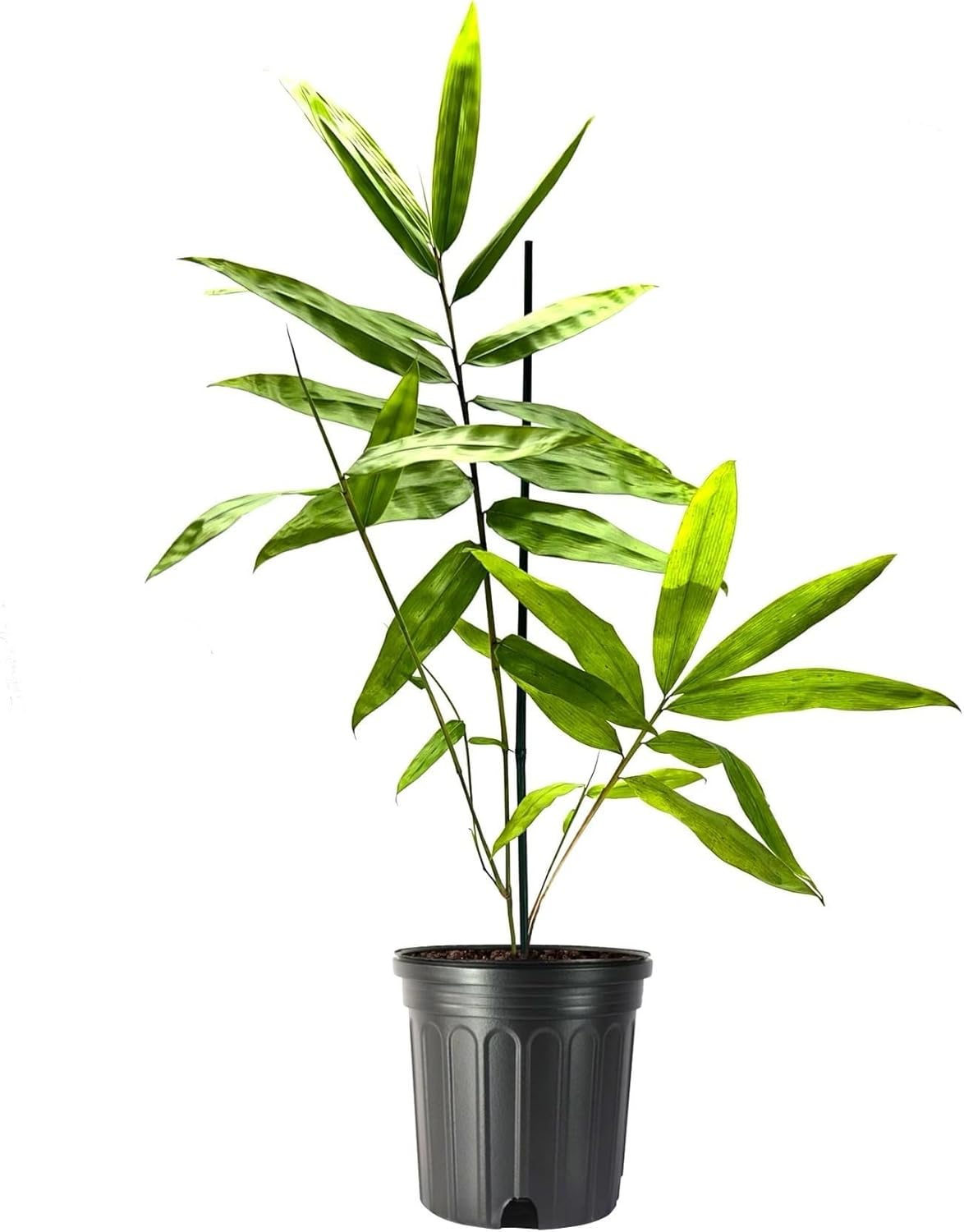 Black Bamboo | Dendrocalamus Asper Hitam | 1 Live Gallon Size Plant | Exotic Tropical Decor | Fast Growing Privacy Screen | Unique & Hardy