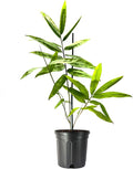 Black Bamboo | Dendrocalamus Asper Hitam | 3 Live Gallon Size Plants | Exotic Tropical Decor | Fast Growing Privacy Screen | Unique & Hardy