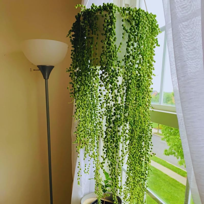 String of Pearls Plant Live for Planting, String of Pearls Pot, Live String of Pearls Plant, Fully Rooted, Hanging Succulent Houseplant, Green String of Pearls, 2.5" Pot