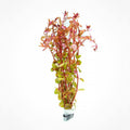 SubstrateSource Live Aquarium Red Stem Plants - Freshwater Aquatic Plant for Fish Tanks, Aquascaping - (Rotala Wallichii, 1 Bunch)