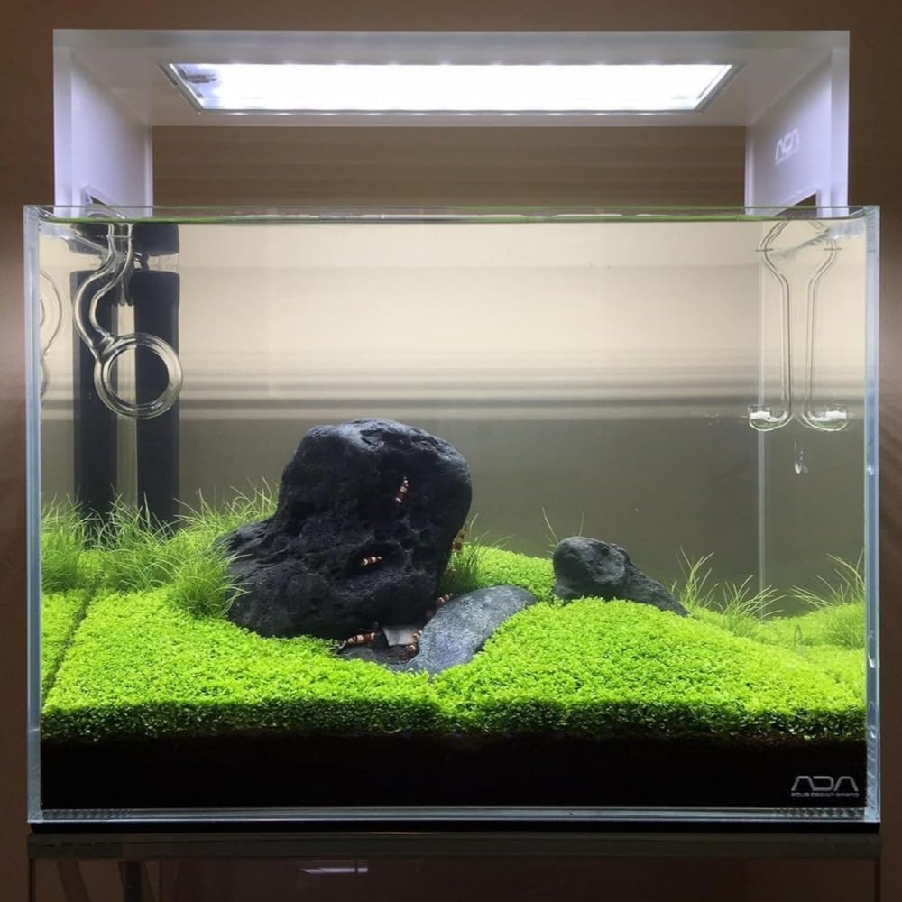 Freshwater Aquarium Decor, Easy Growing Dwarf Carpet for Fish Tank/Terrarium, Natural Aquatic Plant Growth Material – 1 Pack (Small Leaf)